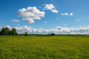 çiçekler ve mavi gökyüzü ile kırsal güneşli bir günde parlak yeşil çayır