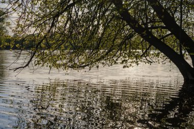nehirde suyun üzerinde asılı taze yeşil yaprakları ile ağaç dalları. sakin suda gün batımı renkleri ve yansımaları