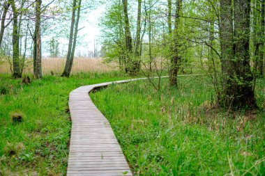 yeşil çim ve küçük çakıl taşları ile yaz yeşil ormanda küçük dar ahşap tahta ayak yolu