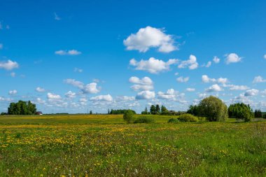 çiçekler ve mavi gökyüzü ile kırsal güneşli bir günde parlak yeşil çayır