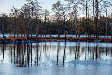 kırsal bir gölün sakin su kıyı ağaçlarının yansımaları