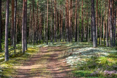 yaz aylarında yeşil yosun kaplı orman yatağı ile çam ağacı ormanda ağaç gövde duvar