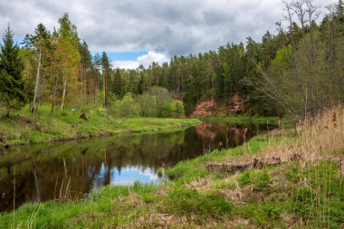 kırsal bir gölün sakin su kıyı ağaçlarının yansımaları