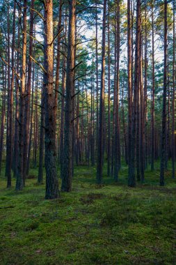 yaz aylarında yeşil yosun kaplı orman yatağı ile çam ağacı ormanda ağaç gövde duvar