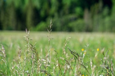 çiçekler ve mavi gökyüzü ile kırsal güneşli bir günde parlak yeşil çayır
