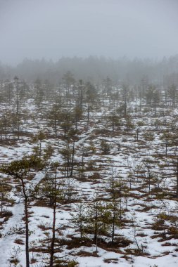 kışın karla kaplı tarla lar ve ormanlar. boş kırsal manzara