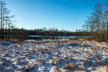kışın karla kaplı tarla lar ve ormanlar. boş kırsal manzara