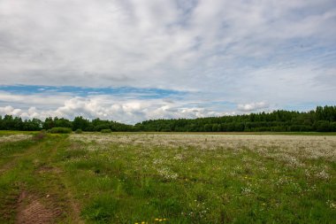 çiçekler ve mavi gökyüzü ile kırsal güneşli bir günde parlak yeşil çayır