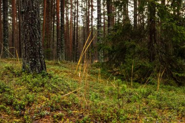 yaz aylarında yeşil yosun kaplı orman yatağı ile çam ağacı ormanda ağaç gövde duvar