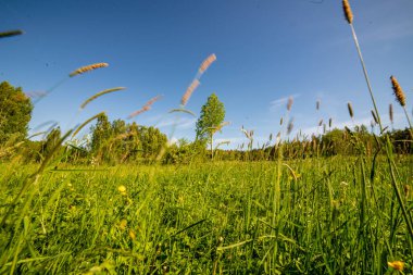 çiçekler ve mavi gökyüzü ile kırsal güneşli bir günde parlak yeşil çayır