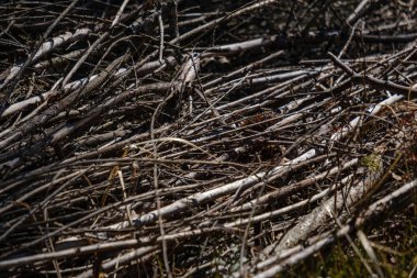 kuru yaprakları ve çalıları ile yeşil bahar ormanda eski kuru ağaç gövdeleri ve stomps