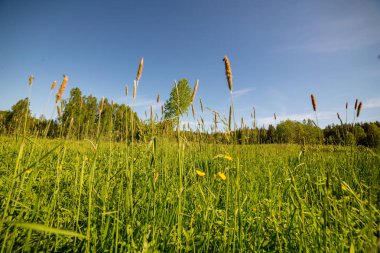 çiçekler ve mavi gökyüzü ile kırsal güneşli bir günde parlak yeşil çayır