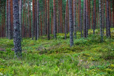 yaz aylarında yeşil yosun kaplı orman yatağı ile çam ağacı ormanda ağaç gövde duvar