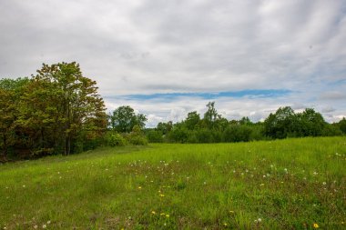çiçekler ve mavi gökyüzü ile kırsal güneşli bir günde parlak yeşil çayır