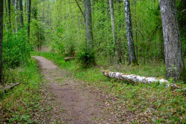 yeşil çim ve küçük çakıl taşları ile yaz yeşil ormanda küçük dar ayak yolu