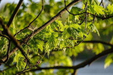 Mavi arka planda taze yeşil bir elma ağacı yaprağı. bahar renk deseni gün batımı renklerinde