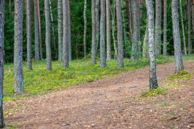 yaz aylarında yeşil yosun kaplı orman yatağı ile çam ağacı ormanda ağaç gövde duvar