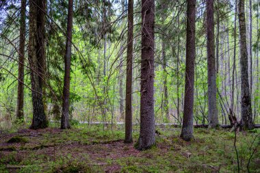 ilkbaharda ormanda yoğun ağaç gövde duvar büyümek doku