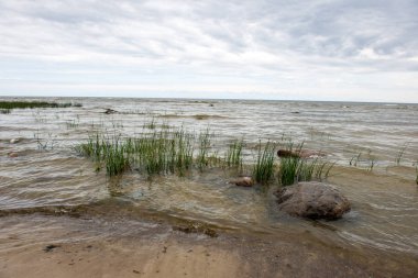 düşük gelgit ile yaz aylarında kayalar ve çim ile boş deniz plajı. Baltık denizi, Letonya kıyısı