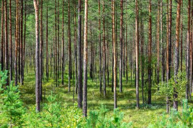 yaz aylarında yeşil yosun kaplı orman yatağı ile çam ağacı ormanda ağaç gövde duvar