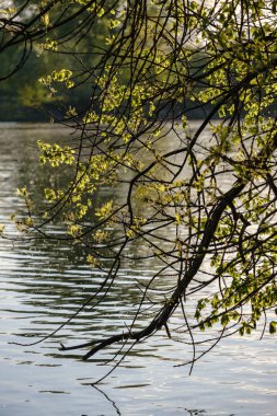 nehirde suyun üzerinde asılı taze yeşil yaprakları ile ağaç dalları. sakin suda gün batımı renkleri ve yansımaları