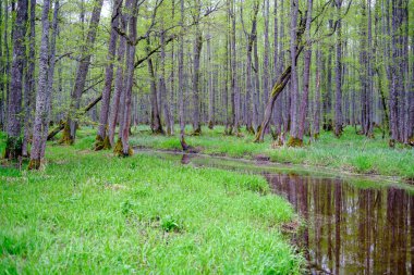 sakin su ve ağaçlardan yansımaları ile küçük orman nehri. yeşil yaz renkleri
