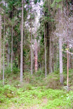 ilkbaharda ormanda yoğun ağaç gövde duvar büyümek doku