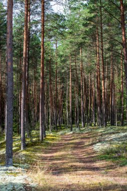 yaz aylarında yeşil yosun kaplı orman yatağı ile çam ağacı ormanda ağaç gövde duvar
