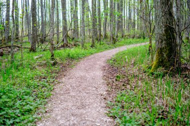 yeşil çim ve küçük çakıl taşları ile yaz yeşil ormanda küçük dar ayak yolu