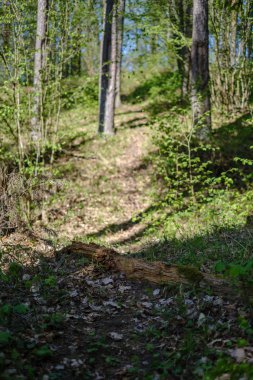 kabuğualtında eski işaretler ile ormanda çam ağacı gövdeleri. yeşil bahar