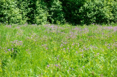 çiçekler ve mavi gökyüzü ile kırsal güneşli bir günde parlak yeşil çayır