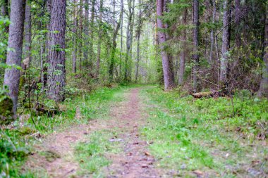 yeşil çim ve küçük çakıl taşları ile yaz yeşil ormanda küçük dar ayak yolu