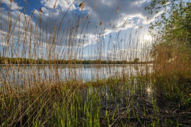 gökyüzünde mavi su ve beyaz bulutlar ile göl tarafından güneşli yaz günü. yansımaları ve yeşil ağaç yaprakları