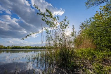 gökyüzünde mavi su ve beyaz bulutlar ile göl tarafından güneşli yaz günü. yansımaları ve yeşil ağaç yaprakları