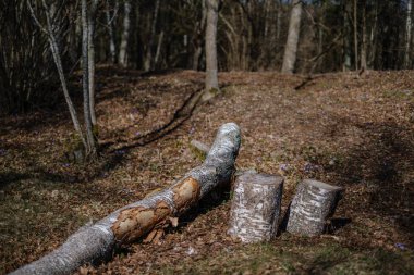 kuru yaprakları ve çalıları ile yeşil bahar ormanda eski kuru ağaç gövdeleri ve stomps
