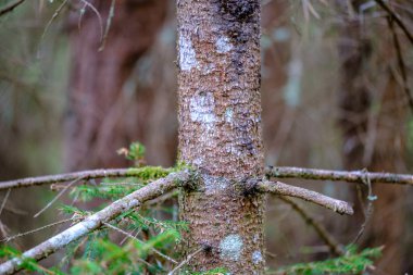 kuru yaprakları ve çalıları ile yeşil bahar ormanda eski kuru ağaç gövdeleri ve stomps