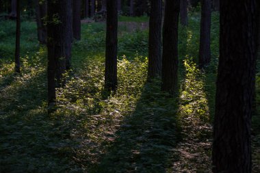 yaz aylarında yeşil yosun kaplı orman yatağı ile çam ağacı ormanda ağaç gövde duvar