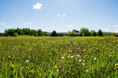 çiçekler ve mavi gökyüzü ile kırsal güneşli bir günde parlak yeşil çayır