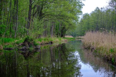 sakin su ve ağaçlardan yansımaları ile küçük orman nehri. yeşil yaz renkleri