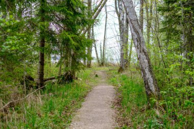 yeşil çim ve küçük çakıl taşları ile yaz yeşil ormanda küçük dar ayak yolu