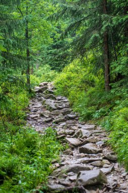 yağmurlu yaz gününde slovakya yürüyüş parkurları. kayalar, yeşil yapraklar ve ağaçlar
