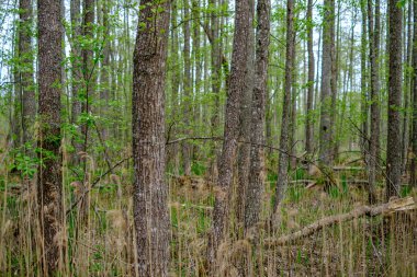 ilkbaharda ormanda yoğun ağaç gövde duvar büyümek doku