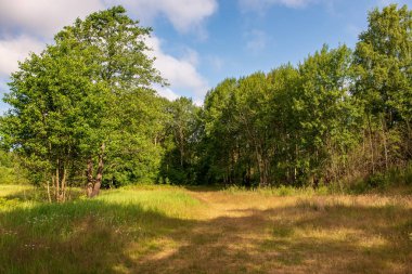 çiçekler ve mavi gökyüzü ile kırsal güneşli bir günde parlak yeşil çayır