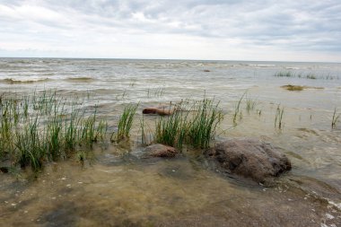 düşük gelgit ile yaz aylarında kayalar ve çim ile boş deniz plajı. Baltık denizi, Letonya kıyısı