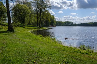 Güneşli yaz gününde mavi göl kıyısında dinlenme kampı. Ağaçlı su gövdesi, karahindiba ve sahilde tekneleri olan yeşil çayır.