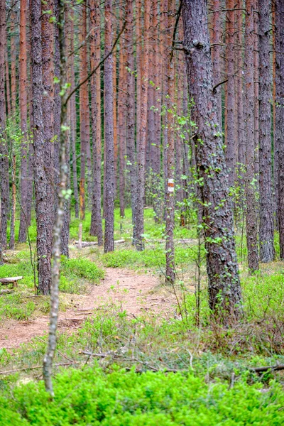 Плотная Текстура Ствола Дерева Лесу Весной — стоковое фото