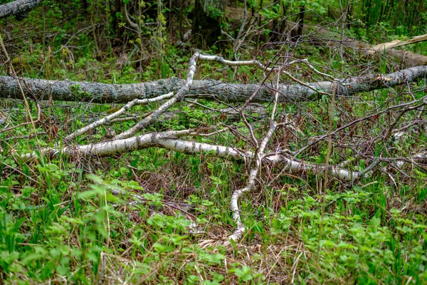 Gamla Torra Trädstammar Och Stampningar Grön Vårskog Med Torra Löv — Stockfoto