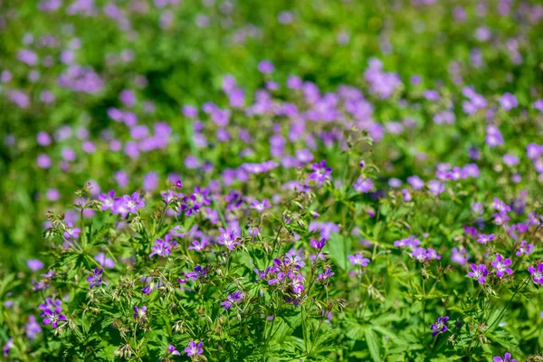 Helder Groene Weide Zonnige Dag Het Platteland Met Bloemen Blauwe — Stockfoto