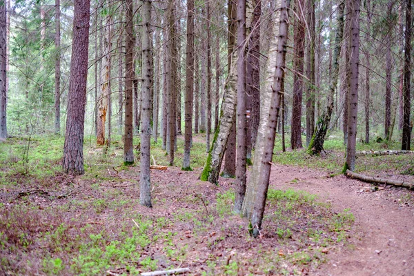 Pequeno Caminho Estreito Verão Floresta Verde Com Grama Verde Pequenas — Fotografia de Stock