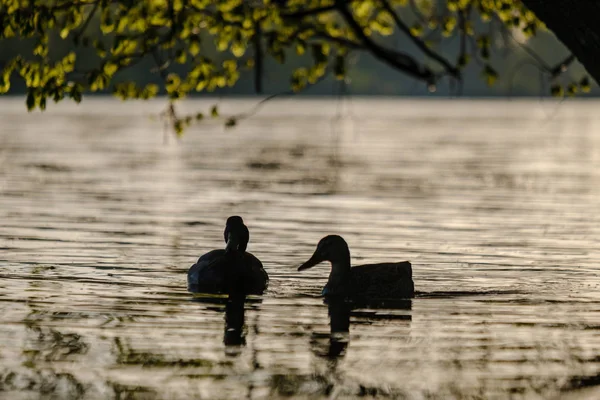 Gräsand Ankor Simma Floden Träden Solnedgången Sommar Varmt Vattenfärger — Stockfoto